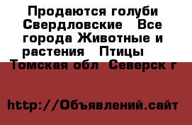 Продаются голуби Свердловские - Все города Животные и растения » Птицы   . Томская обл.,Северск г.